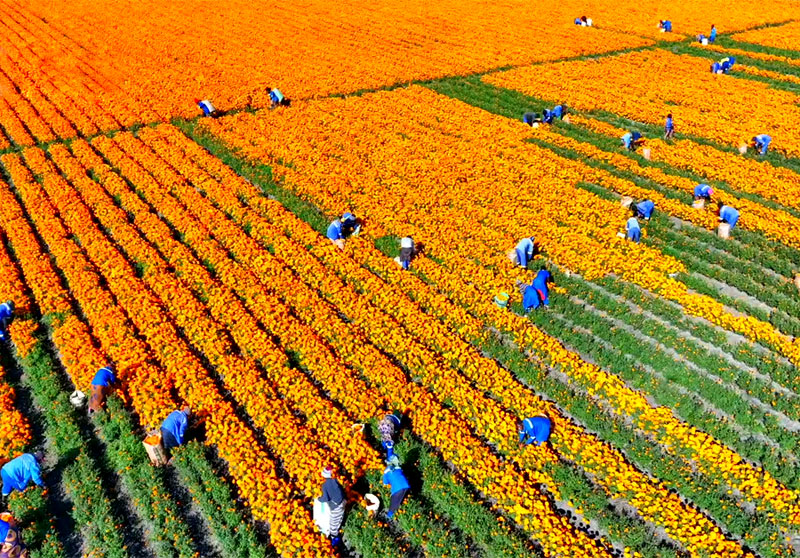 晨光生物赞比亚丨广袤农场 别样风光
