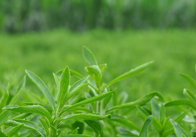 【长城新媒体】百姓看联播丨曲周靠什么“点草成金”