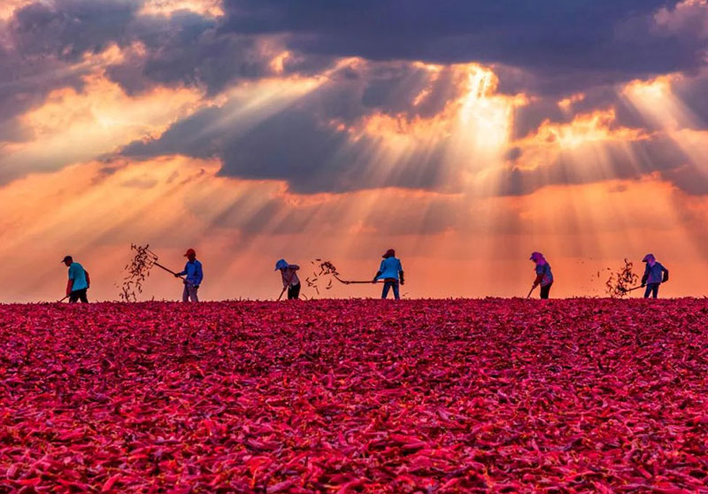 【新邯郸】晨光生物辣椒红：以创新铸就不可复制的成本优势
